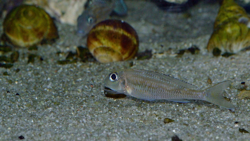 Asprotilapia leptura